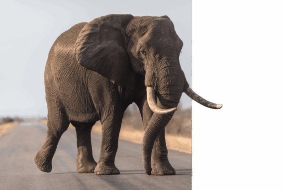 elephant-walking-road